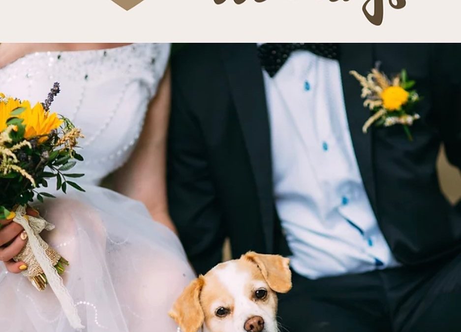 Dogs and Weddings